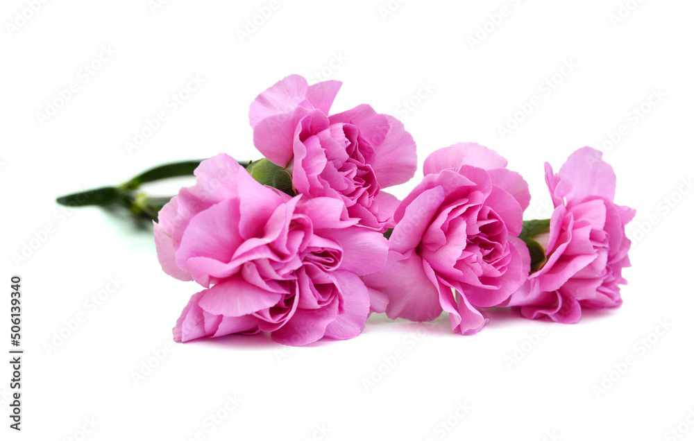 Stack Carnation flowers on white background Stack Carnation flowers on white background