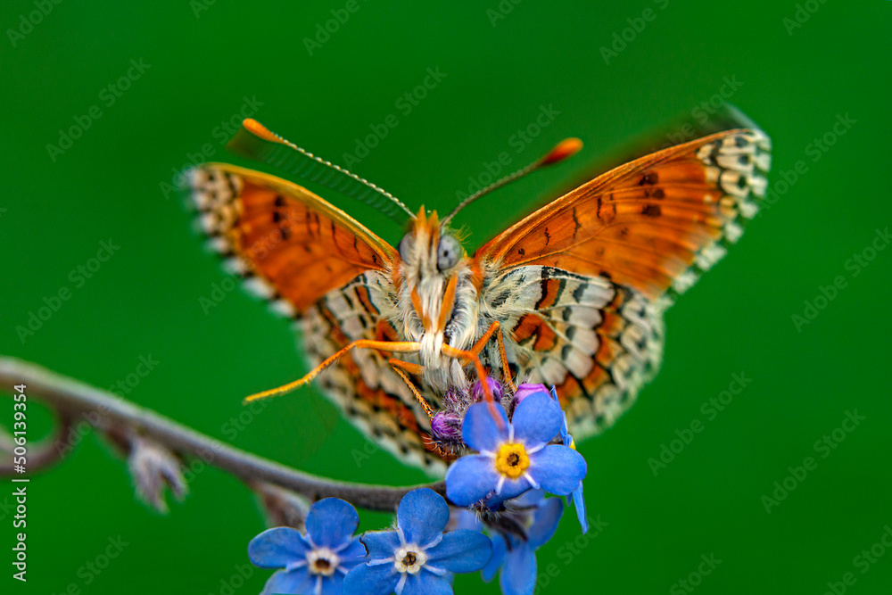 Macro shots, Beautiful nature scene. Closeup beautiful butterfly sitting on the flower in a summer garden.
Macro shots, Beautiful nature scene. Closeup beautiful butterfly sitting on the flower in a summer garden.