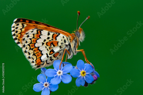  Macro shots, Beautiful nature scene. Closeup beautiful butterfly sitting on the flower in a summer garden. 