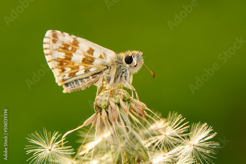  Macro Photography of Moth on Twig of Plant.