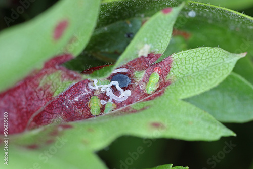 Cacopsylla nigrita and Dysaphis crataegi under a hawthorn leaf. photo