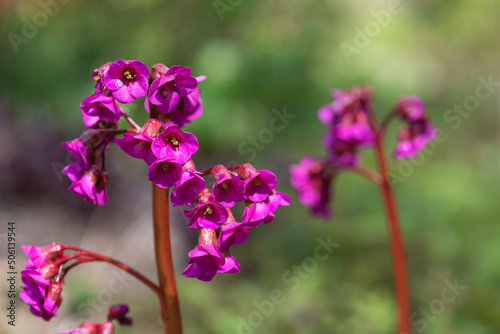 Wallpaper Mural Bergenia flowers Torontodigital.ca