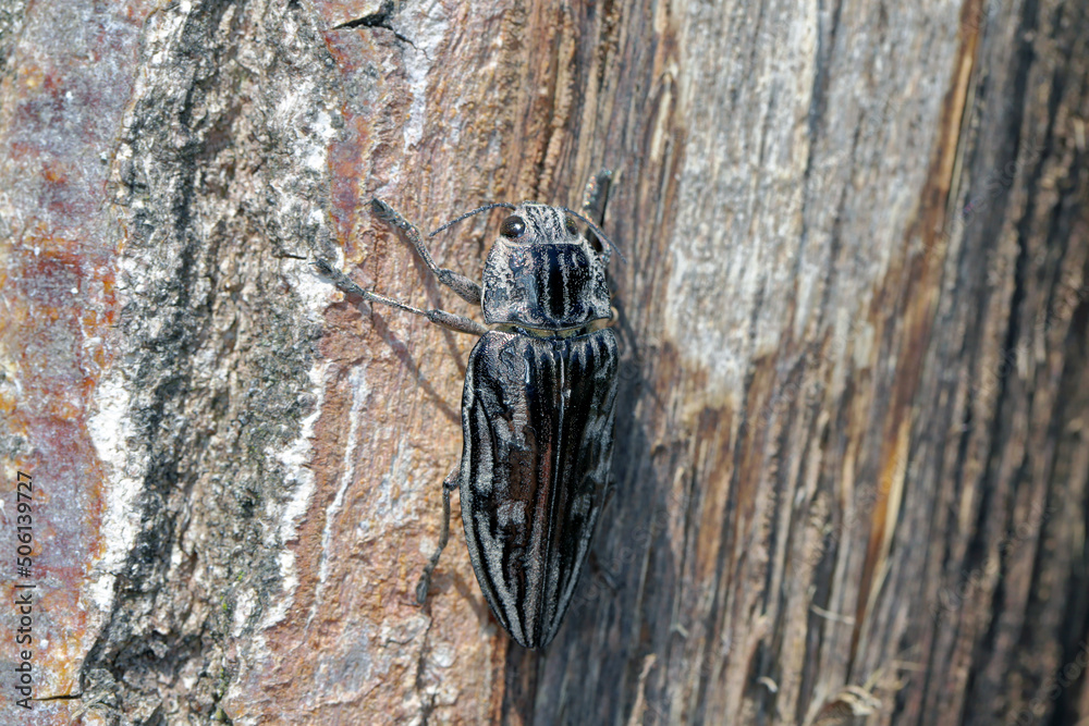 Flatheaded pine borer, a common European Jewel beetle (Chalcophora mariana). A large and metallic beetle occurring in European lowland forests.