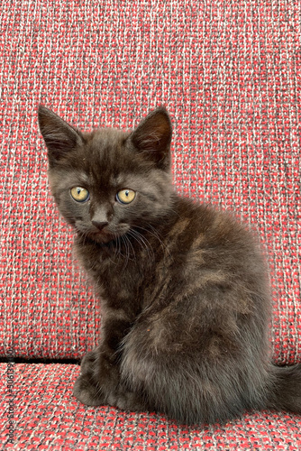 A small brown-black kitten with ocher eyes sits on a red sofa and looks straight ahead