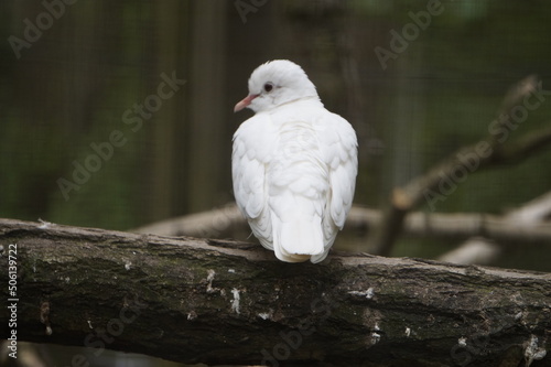 Weiße Taube 