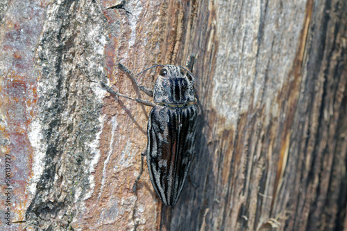 Flatheaded pine borer, a common European Jewel beetle (Chalcophora mariana). A large and metallic beetle occurring in European lowland forests.