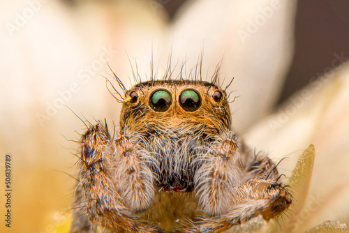 Close up  beautiful jumping spider     © blackdiamond67