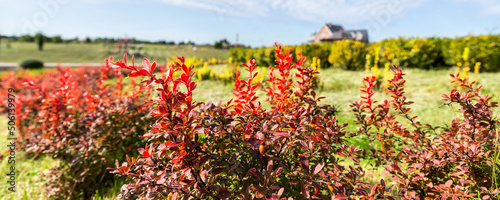 Beautiful scenic bright landscape view of colorful red barberry thunberg bushes growing at ornamental english park garden against villa maison blue sky fall day. Japanese thorn decorative shrub plant