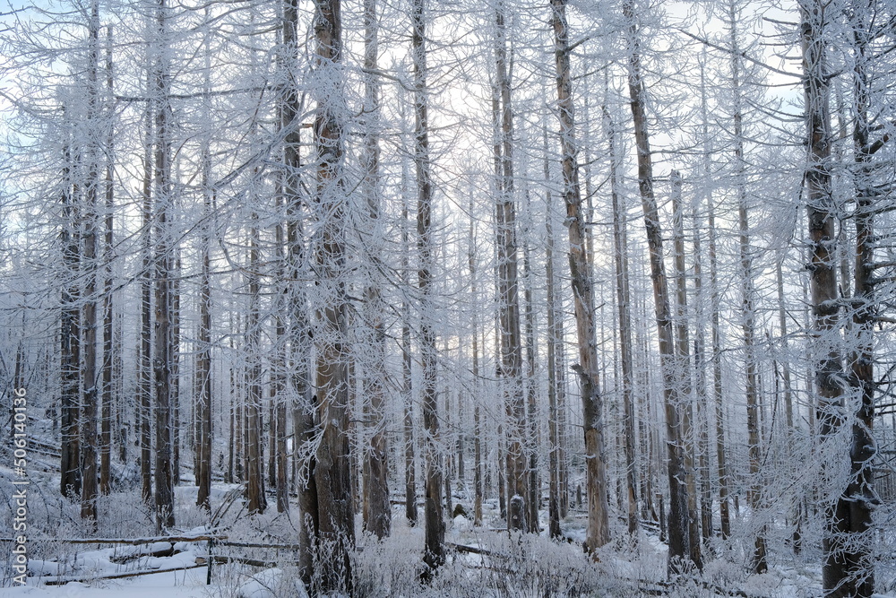 Frost bildet sich an den Ästen an den Bäumen Frost bildet sich an den Ästen an den Bäumen