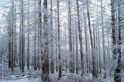 Frost bildet sich an den Ästen an den Bäumen