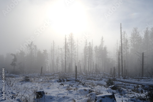 Sonnenaufgang im Nebel. Winter und abgestorbene Bäume zieren die Landschaft aus Schnee und Eis