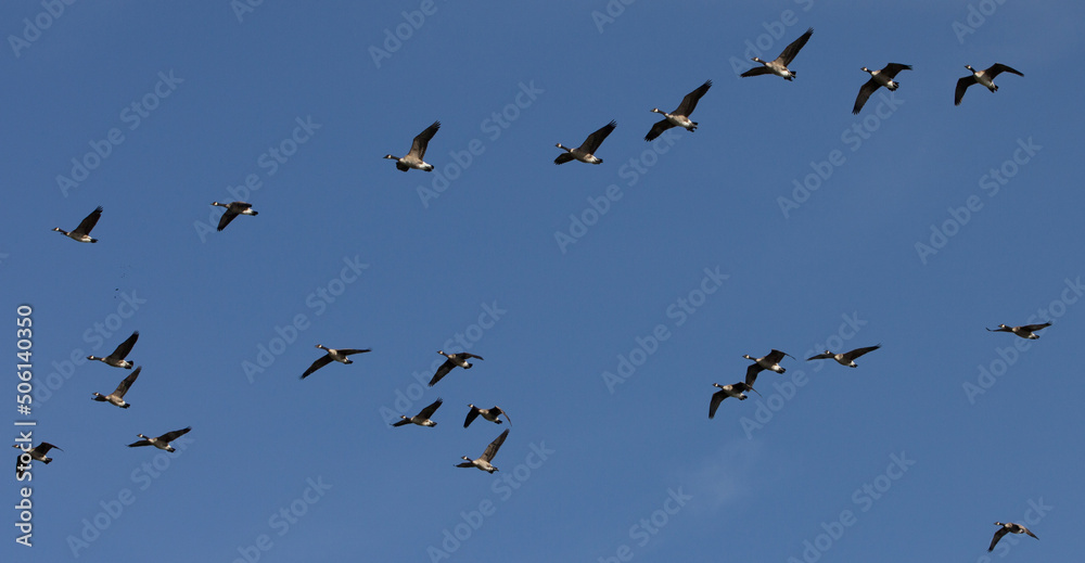 ducks, flying, formation, soaring, soar, on the wing

