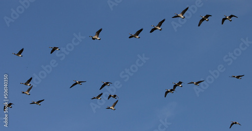 ducks, flying, formation, soaring, soar, on the wing