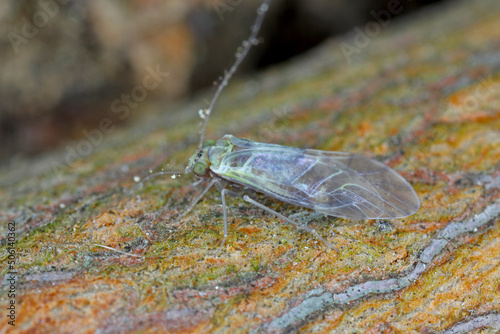 Common Barklice Insect of the Family Psocidae photo