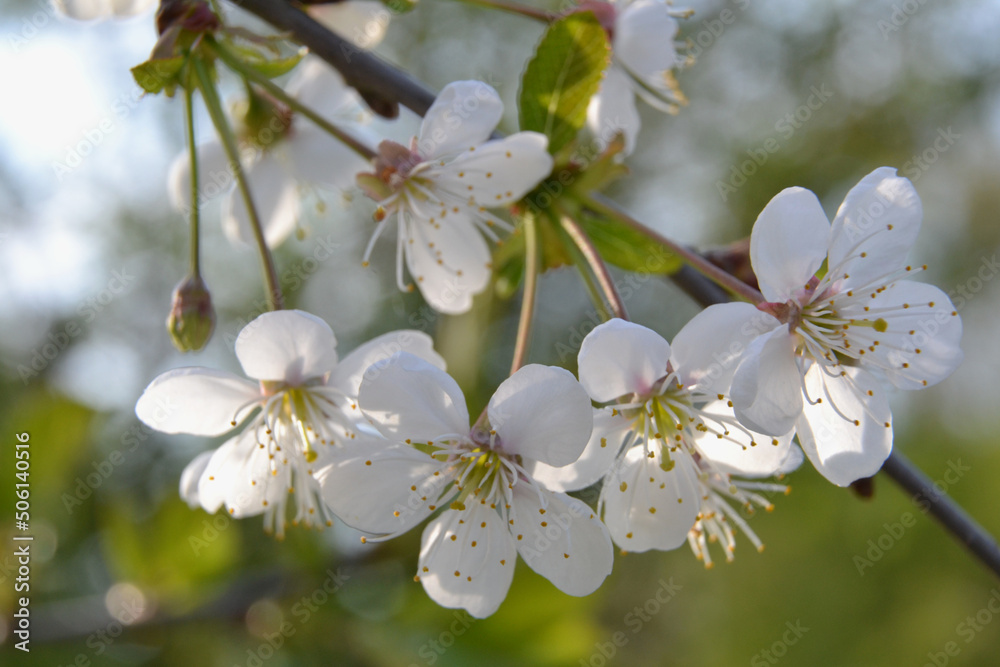 Blooming tree in spring time. White flowers on the tree branch. Apple tree blossom closeup. Beautiful blooming flowers with green leaves Blooming tree in spring time. White flowers on the tree branch. Apple tree blossom closeup. Beautiful blooming flowers with green leaves