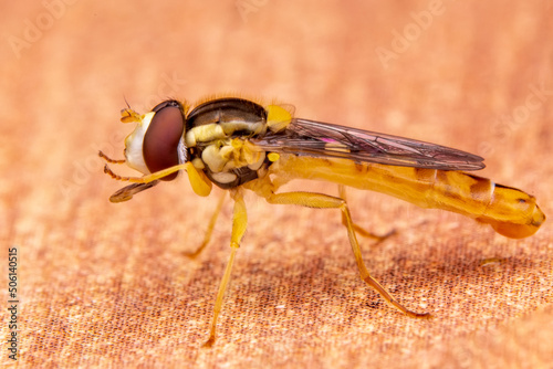 Macro shot of a hoverfly in the garden photo