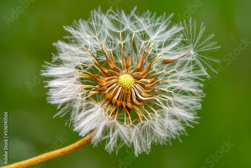 Dandelion seeds close up blowing in green background  