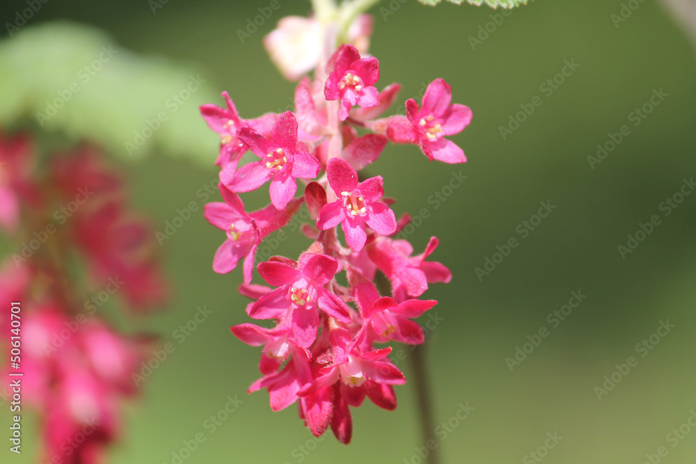 Flowers of red-flowering currant (Ribes sanguineum) close-up in garden