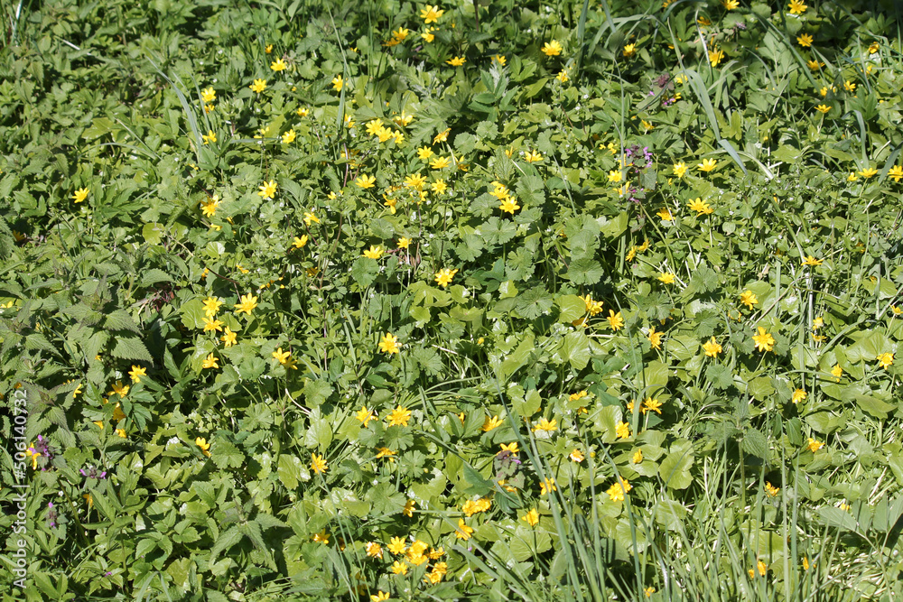 Yellow flowers and green leaves of lesser celandine or pilewort (Ficaria verna) plant in garden