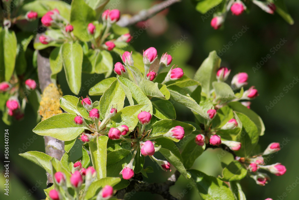 Pink buds and green leaves of Kirghiz Apple (Malus kirghisorum) tree in garden Pink buds and green leaves of Kirghiz Apple (Malus kirghisorum) tree in garden