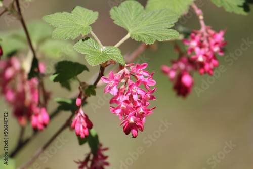 Flowers of red-flowering currant (Ribes sanguineum) close-up in garden
