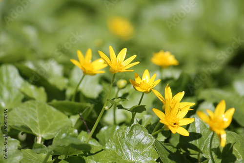 Yellow flowers and green leaves of lesser celandine or pilewort (Ficaria verna) plant close-up in garden