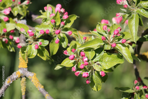 Pink buds and green leaves of Kirghiz Apple (Malus kirghisorum) tree in garden