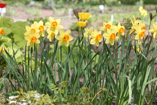 Blooming yellow daffodil plants in garden