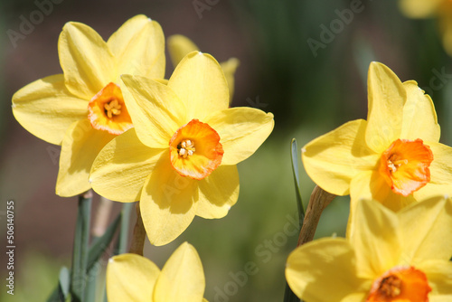 Blooming yellow daffodil plants in garden