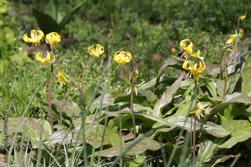 Flowering Erythronium Pagoda (Dog Tooth Violet) plants with green leaves and yellow flowers in garden