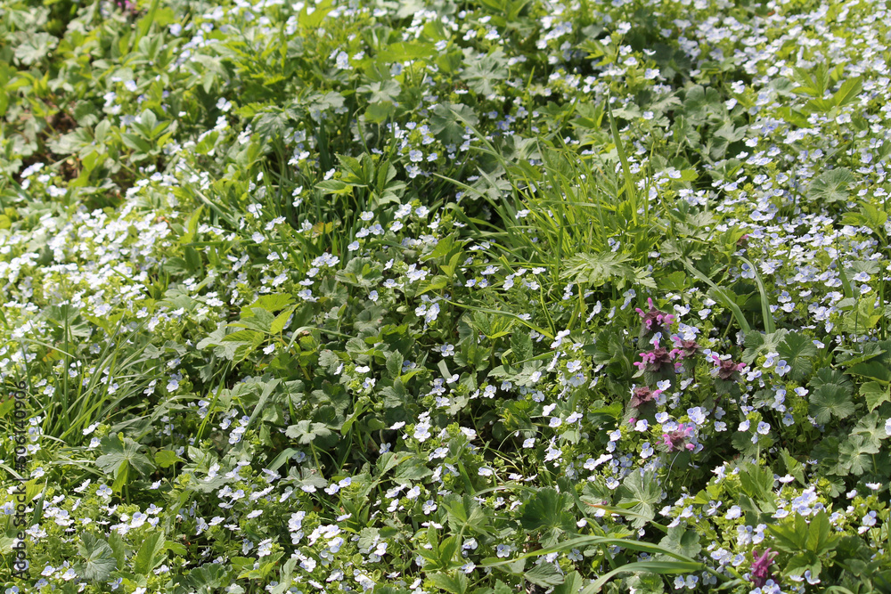 Fototapeta premium Flowering creeping speedwell (Veronica filiformis) plant and green grass in spring garden