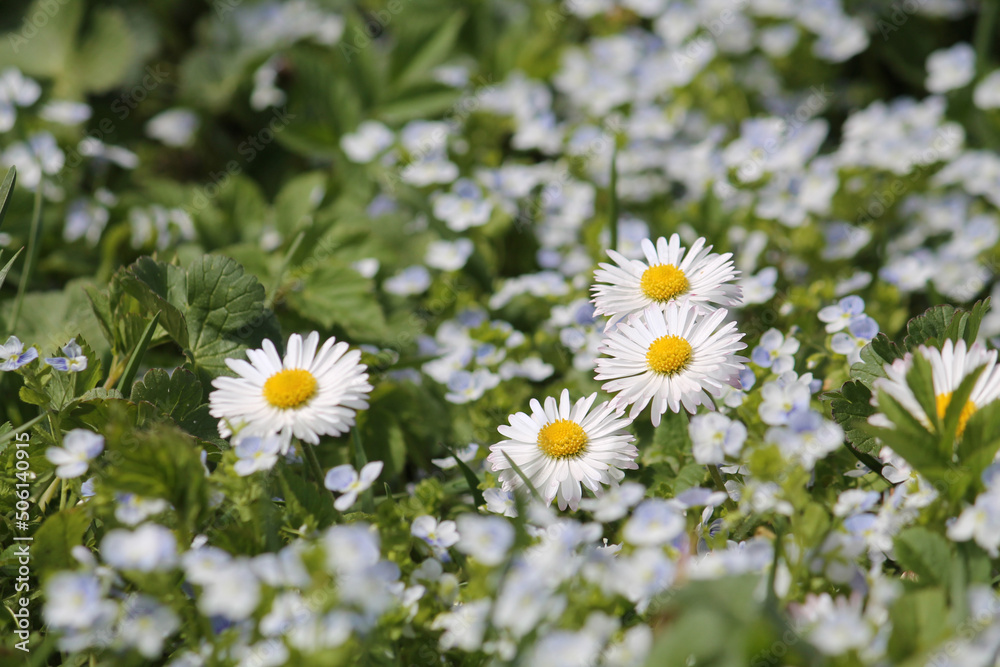 Obraz premium Flowering White flowers of daisies (Bellis perennis), creeping speedwell (Veronica filiformis) plants and green grass in spring garden