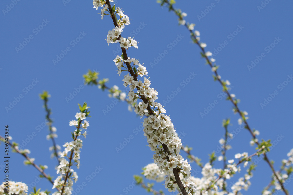 Flowering branches of bird cherry (Prunus avium) tree with white flowers against spring blue sky