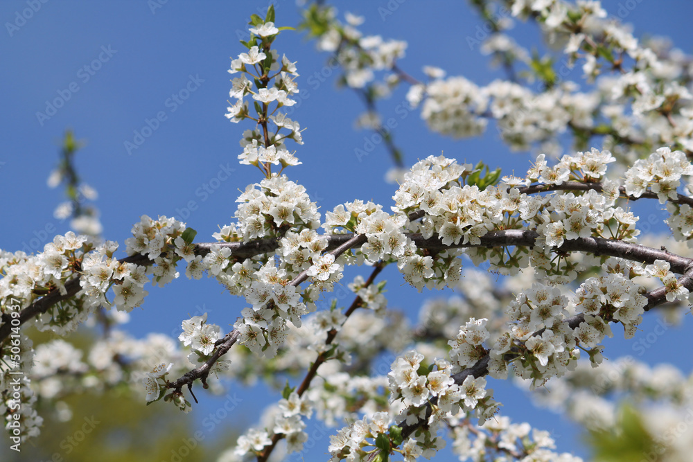Flowering branches of bird cherry (Prunus avium) tree with white flowers against spring blue sky Flowering branches of bird cherry (Prunus avium) tree with white flowers against spring blue sky