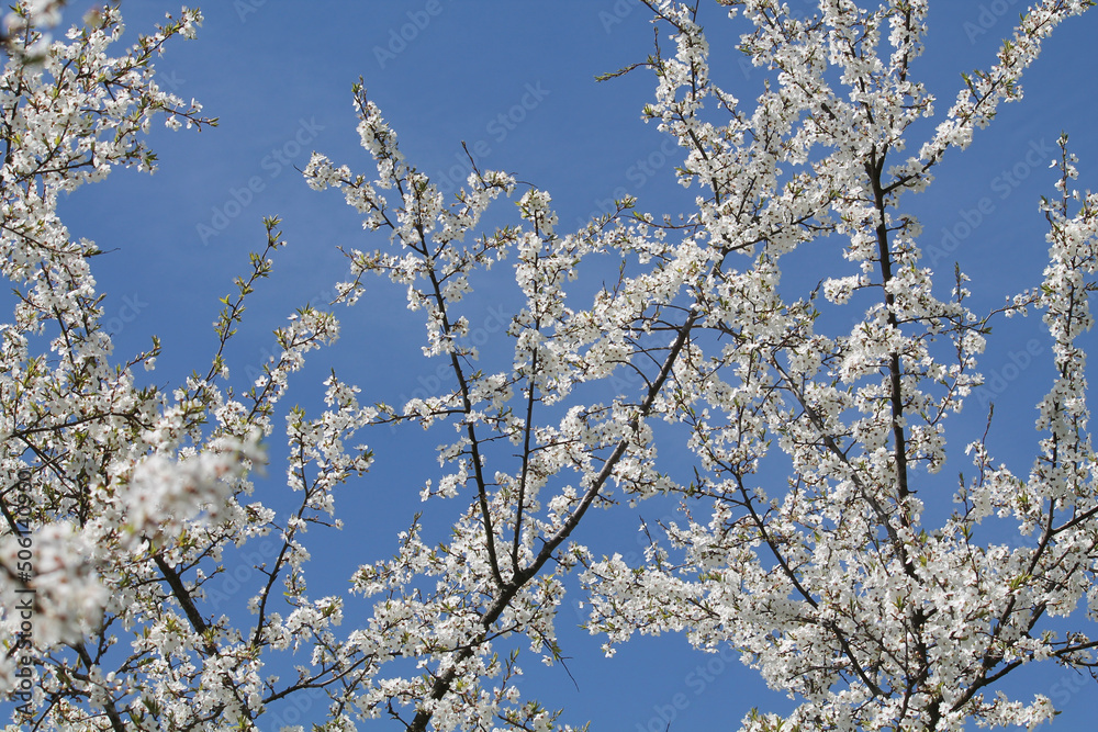 Flowering branches of cherry plum (Prunus cerasifera) with white flowers against spring blue sky