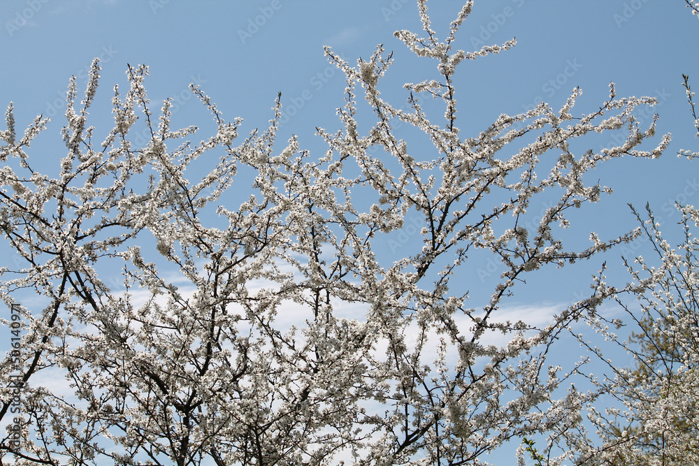 Flowering branches of cherry plum (Prunus cerasifera) with white flowers against spring blue sky Flowering branches of cherry plum (Prunus cerasifera) with white flowers against spring blue sky