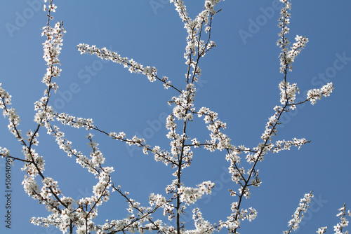 Flowering branches of cherry plum (Prunus cerasifera) with white flowers against spring blue sky © kazakovmaksim