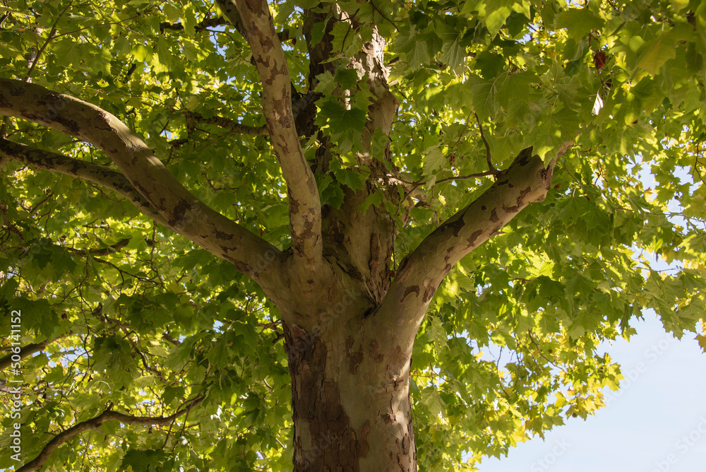 Fototapeta premium view into a plane tree with patterned bark