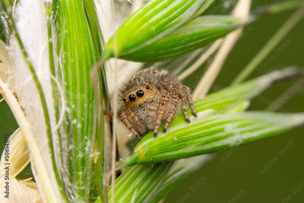 Close up beautiful jumping spider
Close up beautiful jumping spider