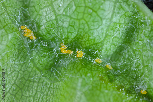Cacopsylla pyri (pear psylla, European pear sucker) eggs and young larvae. Pest under an leaf. photo