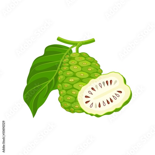 Photography Vector illustration of noni fruit, scientific name Morinda citrifolia, isolated on a white background