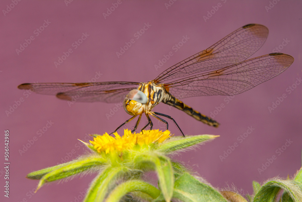 Macro shots, Beautiful nature scene dragonfly.   