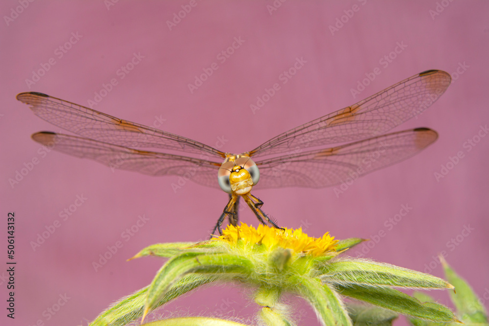 Macro shots, Beautiful nature scene dragonfly. Macro shots, Beautiful nature scene dragonfly.