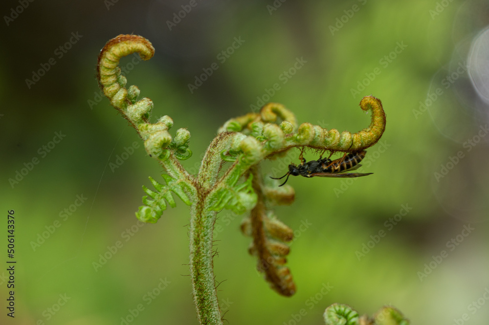 Strongylogaster multifasciata - Tenthredo multifasciata Strongylogaster multifasciata - Tenthredo multifasciata