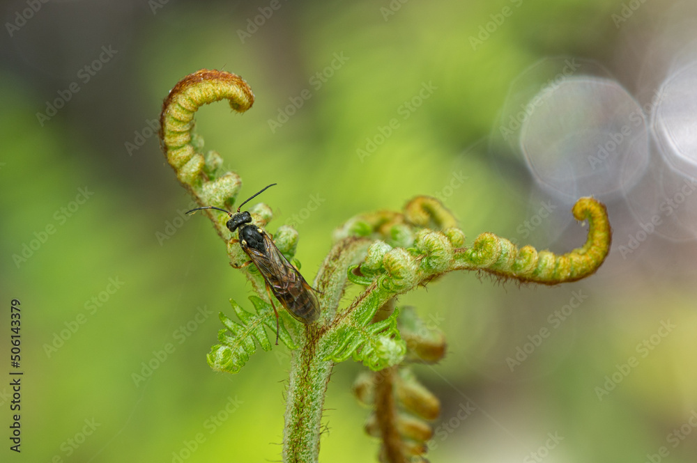 Strongylogaster multifasciata - Tenthredo multifasciata Strongylogaster multifasciata - Tenthredo multifasciata