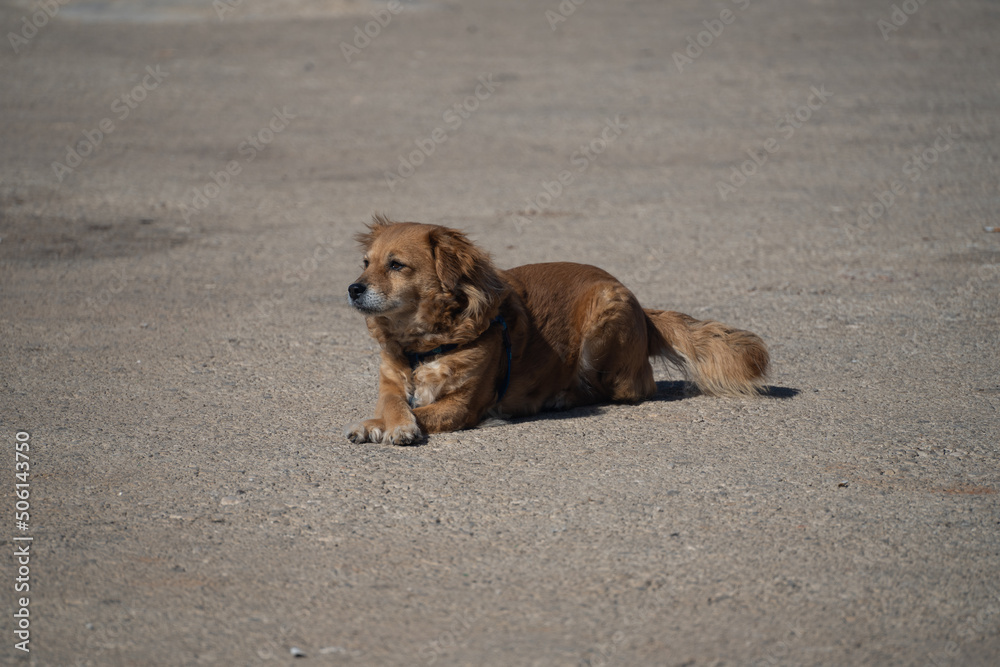 Dogs with crossed paws outside in the sun Dogs with crossed paws outside in the sun