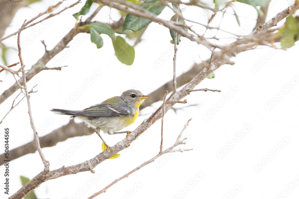 Warbler (potentially northern parula, but species ID is tentative) in Sarasota, Florida Warbler (potentially northern parula, but species ID is tentative) in Sarasota, Florida