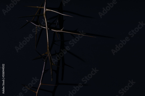 Dark background with acacia branch. Floral black backdrop. Thorns and prickles. Top view.