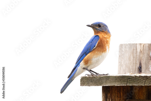 Eastern bluebird (Sialia sialis) in Sarasota, Florida