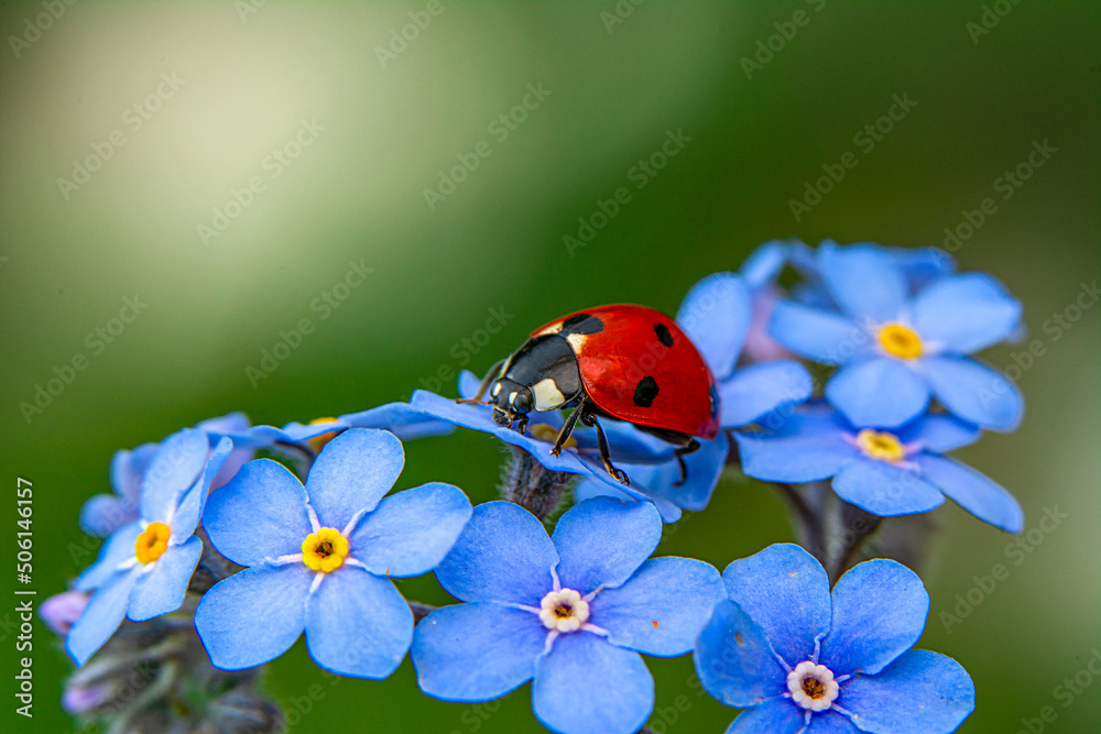 Fototapeta premium Macro shots, Beautiful nature scene. Beautiful ladybug on leaf defocused background